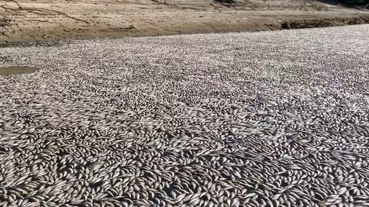 Hundreds of thousands of fish discovered dead as authorities ...