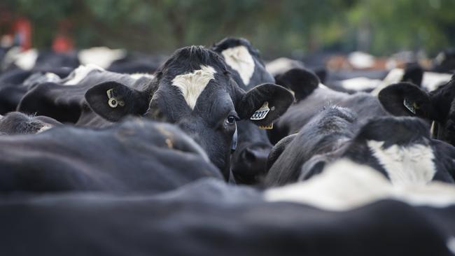 Dairy Australia has forecast strong seasonal prices ahead in its latest situation and outlook report. PICTURE: ZOE PHILLIPS