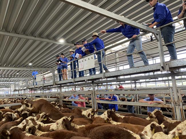 Weaner calf sales: Everything you need to know