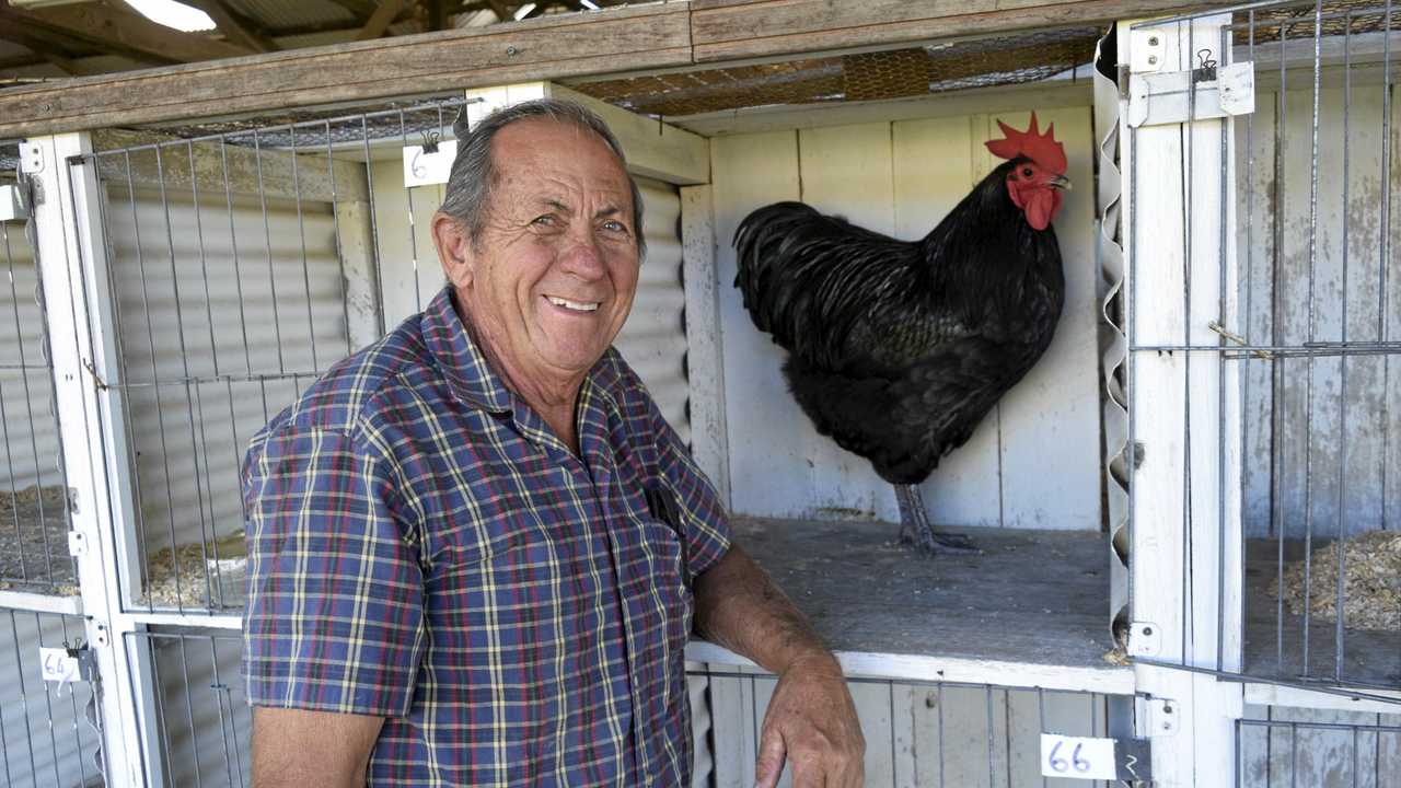 Pecking order is revealed at annual poultry show | Daily Telegraph