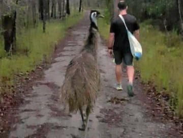 Fluffy the Emu regularly follows runners and hikers in the park. Picture: Supplied