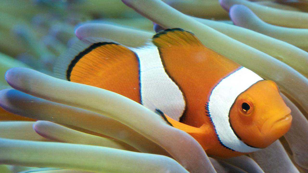 Revealed: Funding for traditional owner-led protection of the Great Barrier Reef