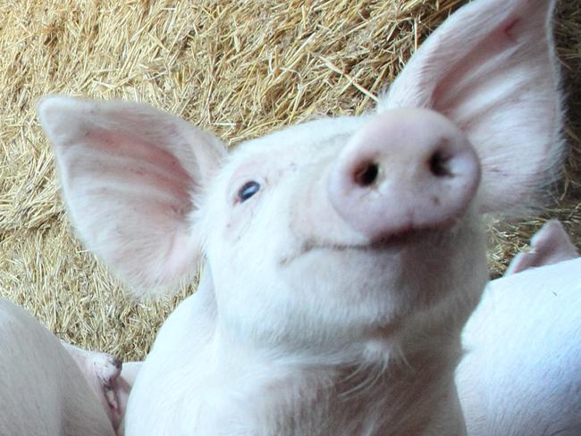 Pig producer Alan Broomby with some of his friends.