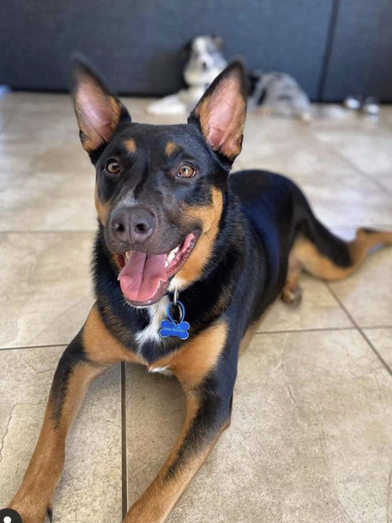 01/10/2020 - Archie - kelpie X cattle dog, home, deception bay Picture: Chloe storm