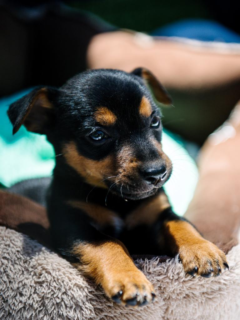 Black and tan kelpie hot sale puppy