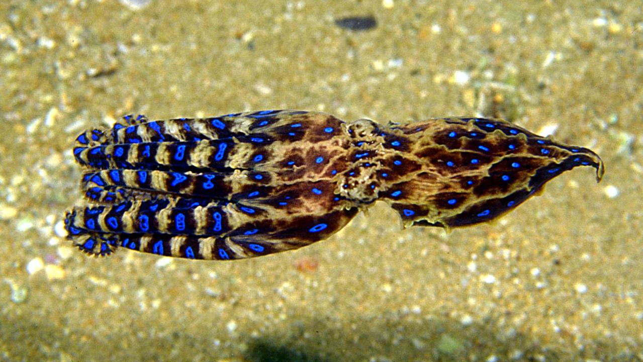 Poisonous blue ringed octopus hides in seashell in Western Australia ...