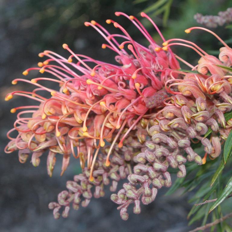 Grevillea are a popular choice for a focal point in the garden.