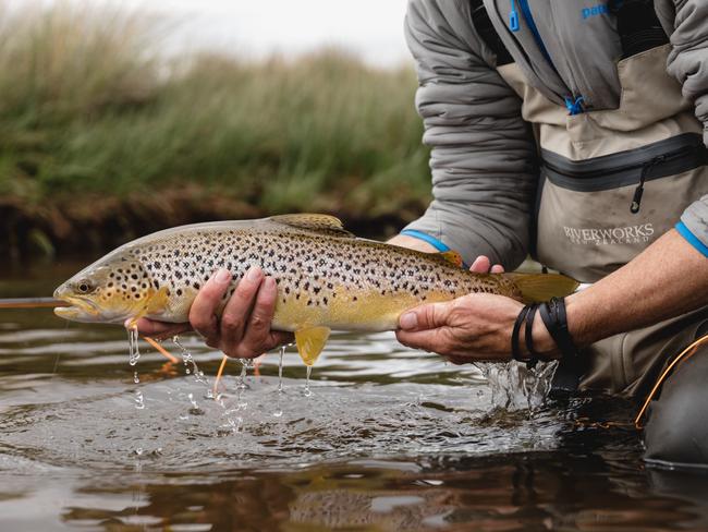 A prized brown trout. Picture: Samuel Shelley