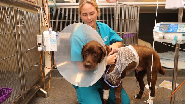 Dr Courtney Reddurp with Boston the Labrador. Picture Glenn Hampson