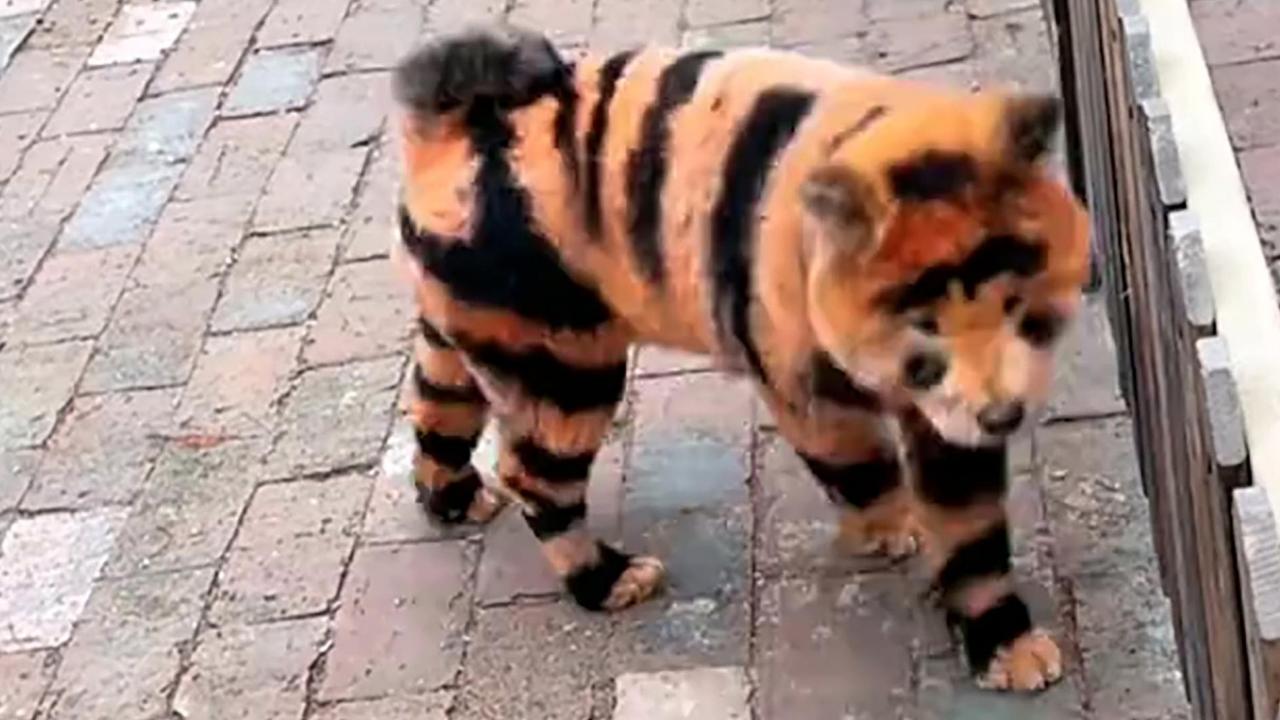 Footage shows a dog painted as a tiger in the Taizhou Zoo located in Jiangsu Province, China. Picture: Asiawire/NX