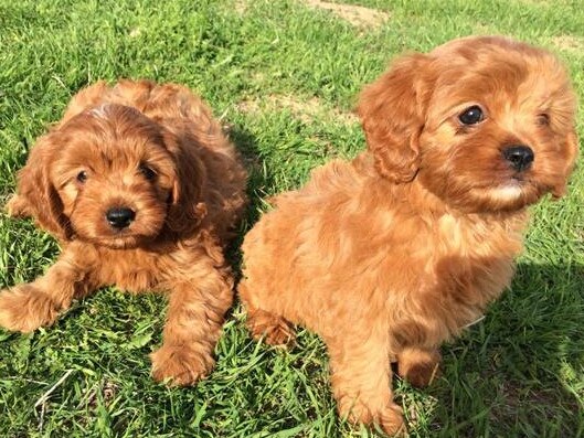 Cavoodle puppies Price: $ 1,200 Kerang, VIC Pics from Trading Post in relation to a puppy farm in Karang