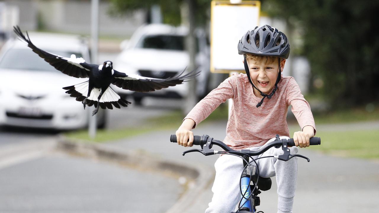 If you ride a bike, walk it through magpie territory or have a flag on the back of the bike which is higher than your head to avoid getting swooped. Picture: Tertius Pickard