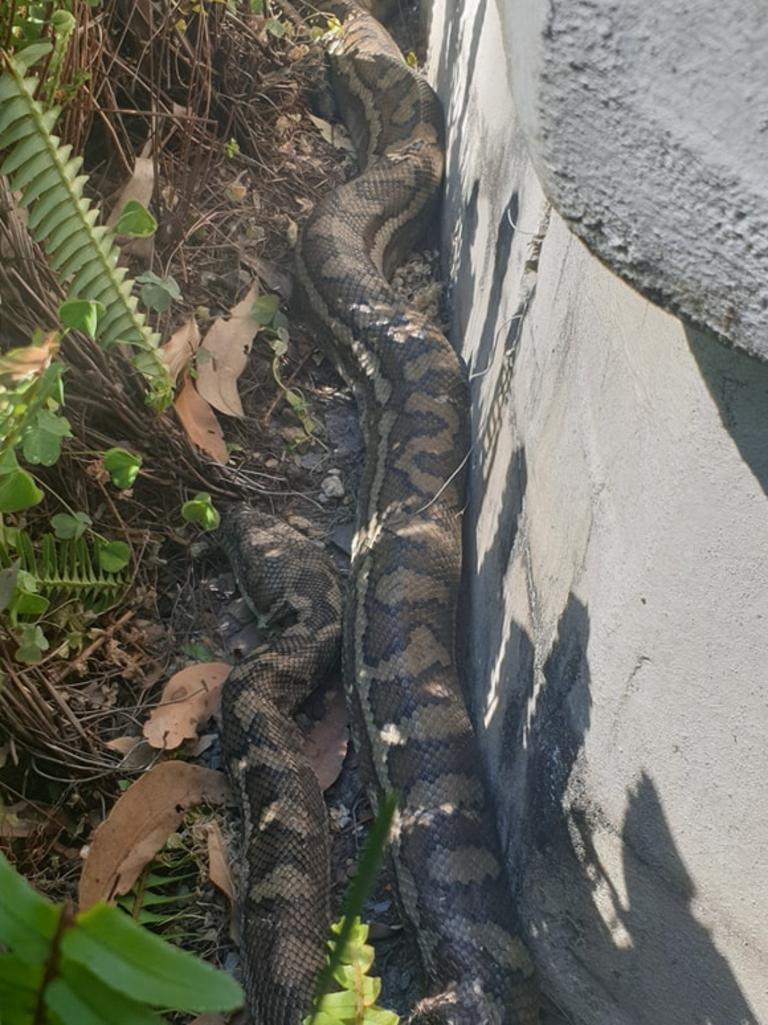 Carpet python from Nerang. Gold Coast and Brisbane Snake Catcher Tony Harrison's best photos. Photo: Gold Coast and Brisbane Snake Catcher