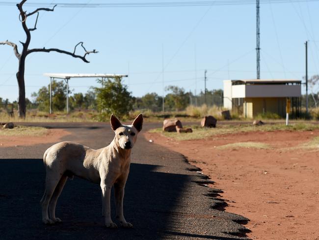 Aboriginal Community Ali Curung near Tennant Creek. Ali-Curung dogs. Picture: Tricia Watkinson