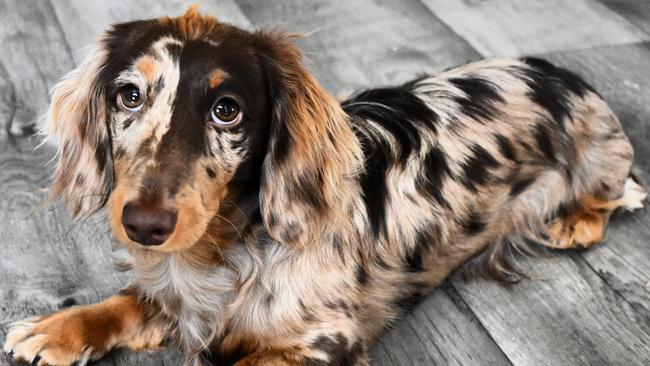 SA’s cutest dog contender, Theodore from Monarto South. Picture: Supplied