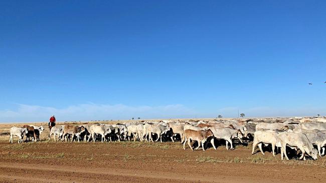 Emily Landsberg and her team the road near Longreach. Picture: Tricia Agar