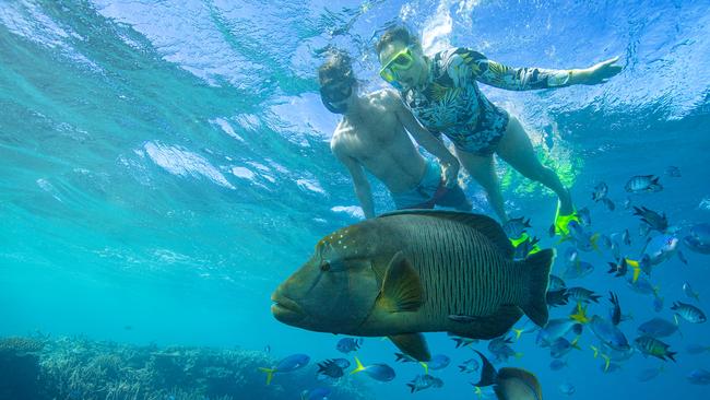 Up here, humans give way to commuting fish. Queensland Tourism