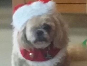 Romi, 14, the one-eyed shih tzu was allegedly stolen from the esplanade in Burleigh Heads. Picture: Richard Graves