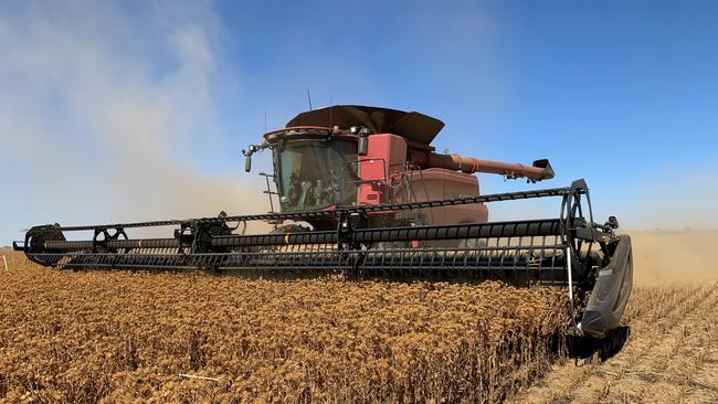 Crop impresses: It was the first Mallee grower John Ferrier grew the SHO safflower variety this year after wanting to plant it as another option for a break crop. Picture: Supplied