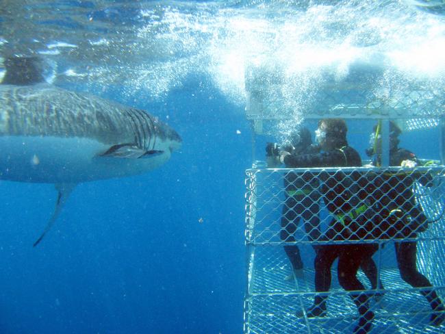 Shark cage diving in the Eyre Peninsula.