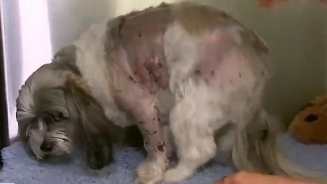 The pit bull had initially tried to attack Ms Hill’s rescue Maltese terrier, Ollie, before turning on her. Picture: 9 News