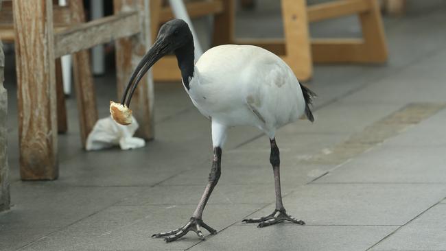 An ibis cruising along with a snack. Picture: Glenn Hampson.