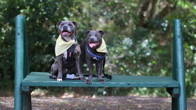 Bowie and Zara are described as the perfect pair by owner Isabel Taylor.