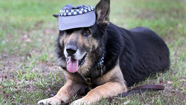 Police dog Bosun has one final outing before retiring to receive the  Australian Defence Force Service Medal | Gold Coast Bulletin