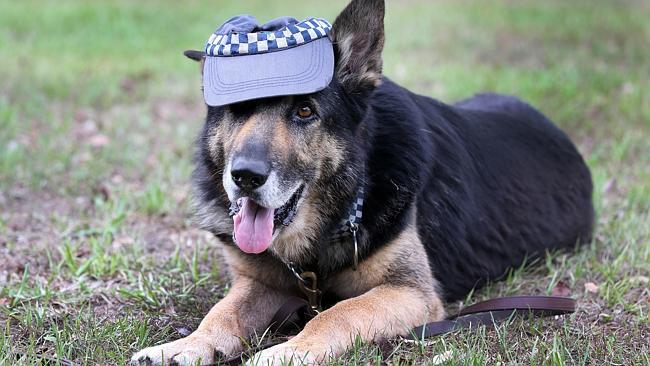 Bosun the wonder dog outside Mudgeeraba Police Station after Australia's most decorated police dog, an eight-and-a-half ye