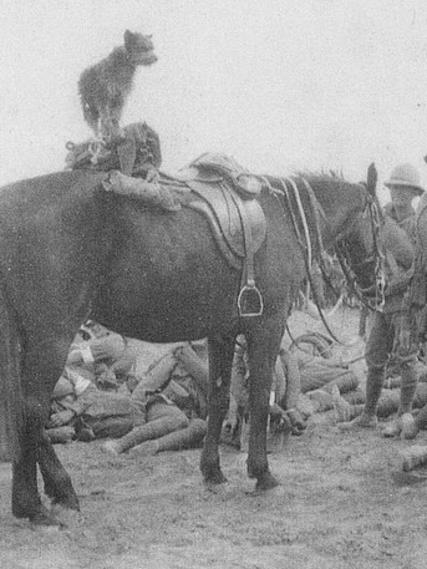 Paddy was a stray who went ashore at Gallipoli. and helped boost morale until he was killed by shrapnel.