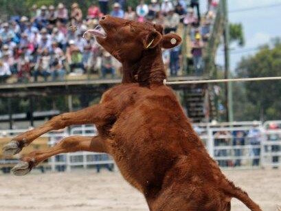 There have been calls by the RSPCA to ban calf roping. Picture: RSPCA