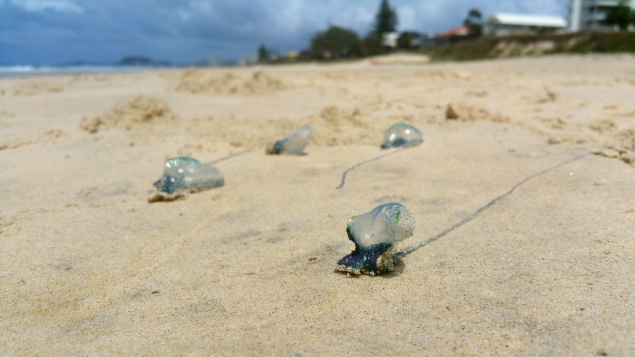 Thousands stung as bluebottles swarm Qld beaches