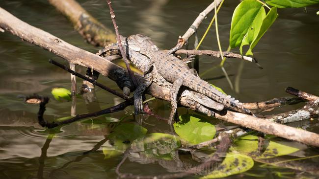 Crocodile hatchlings lay on top of each other on the Daintree River during a cruise with resident wildlife expert David White. PHOTO: Mark Murray