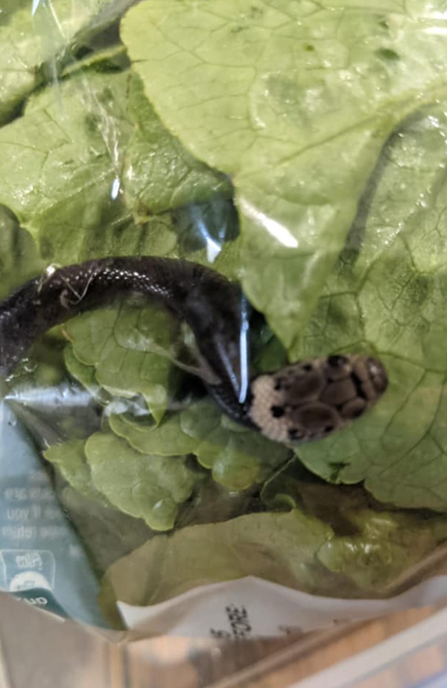 A Sydney woman has claimed her son found a baby pale headed snake in bag of Aldi lettuce. Facebook