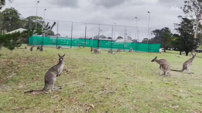 Dozens of Kangaroos Invade Golf Course in New South Wales