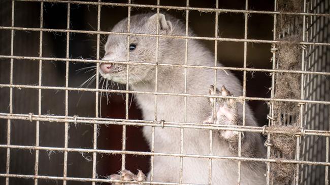 Health experts fear COVID-19 mutation passed from mink to humans in Denmark could spark a new global pandemic. Picture: Mads Claus Rasmussen/AFP