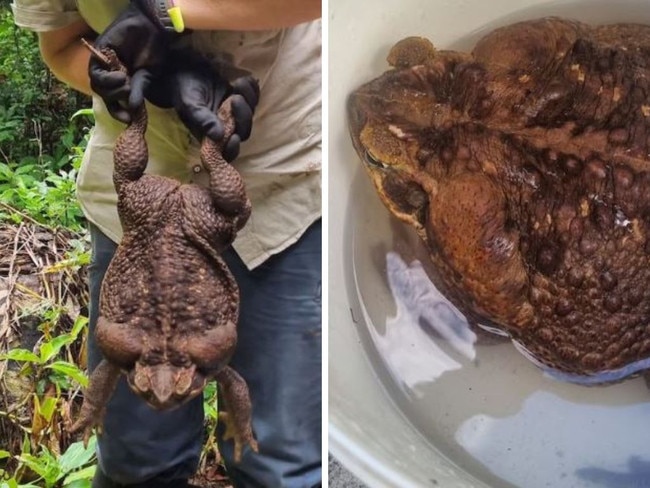 A ranger was clearing a trail in Queensland bush when she saw something she initially thought was a colleague playing a trick on her.