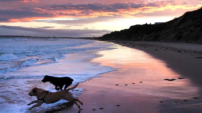 Dog owners who walked their dogs in on-leash-at-all-times zones were the worst offenders with a 79 per cent noncompliance record. Picture: Mark Wilson