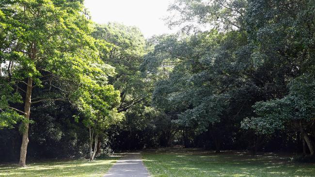 Cairns Regional Council plans to use dispersal methods to stop a gathering of flying foxes, or fruit bats, from roosting in Brinsmead Park Reserve. Picture: Brendan Radke