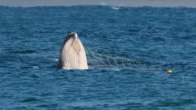 Whale caught in shark nets off Noosa on Friday morning.