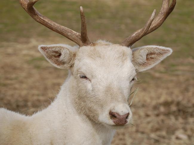 Gavin shot the deer with a crossbow while out hunting with his dad.