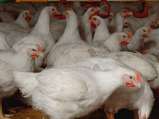 Inghams Enterprises poultry meat chickens. Supplied: Australian Chicken Meat Federation