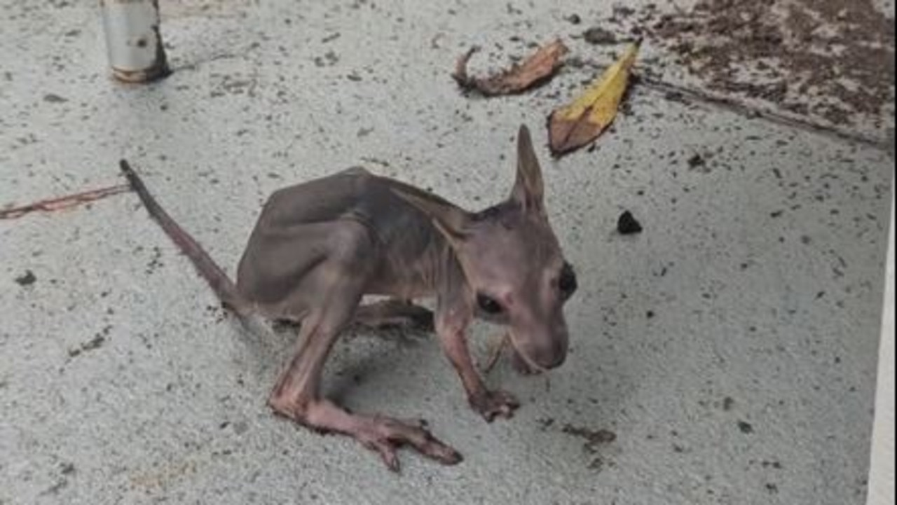 ‘So tiny, so cold’: Shivering joey melts hearts as water recedes