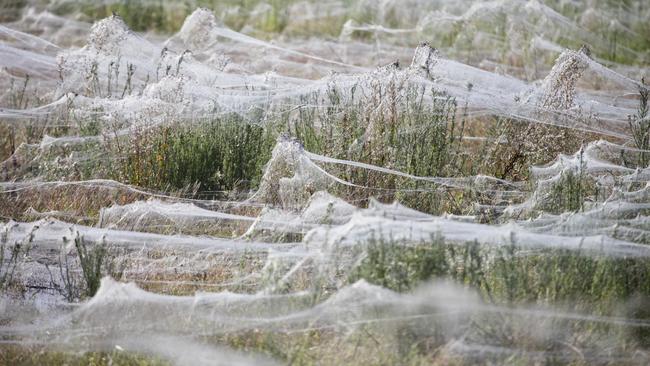 Thousands of spiders build new spider webs after floodwaters forced them to move to higher grounds in Wagga Wagga on Tuesday, March 6, 2012. Picture: AAP Image / Lukas Coch