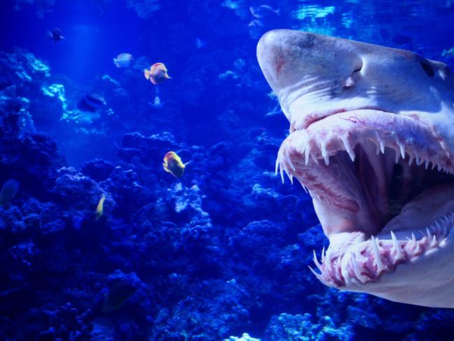 Generic image of a Mako shark showing teeth underwater in an aquariam