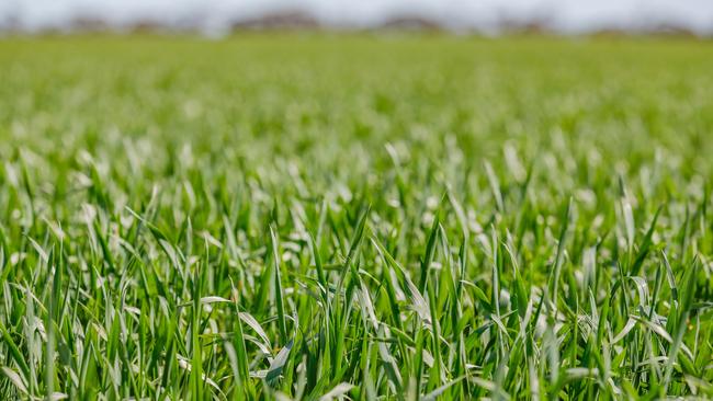 Two Australian fertiliser companies hope to be cream of the crop. Picture: Chloe Smith.