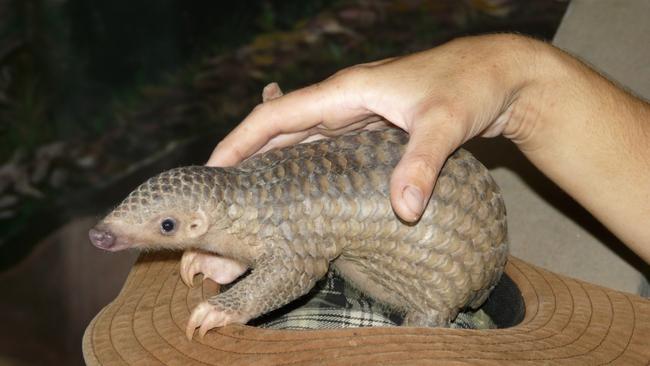 Pangolins are among Asia’s most trafficked mammals. Picture: The Intrepid Foundation