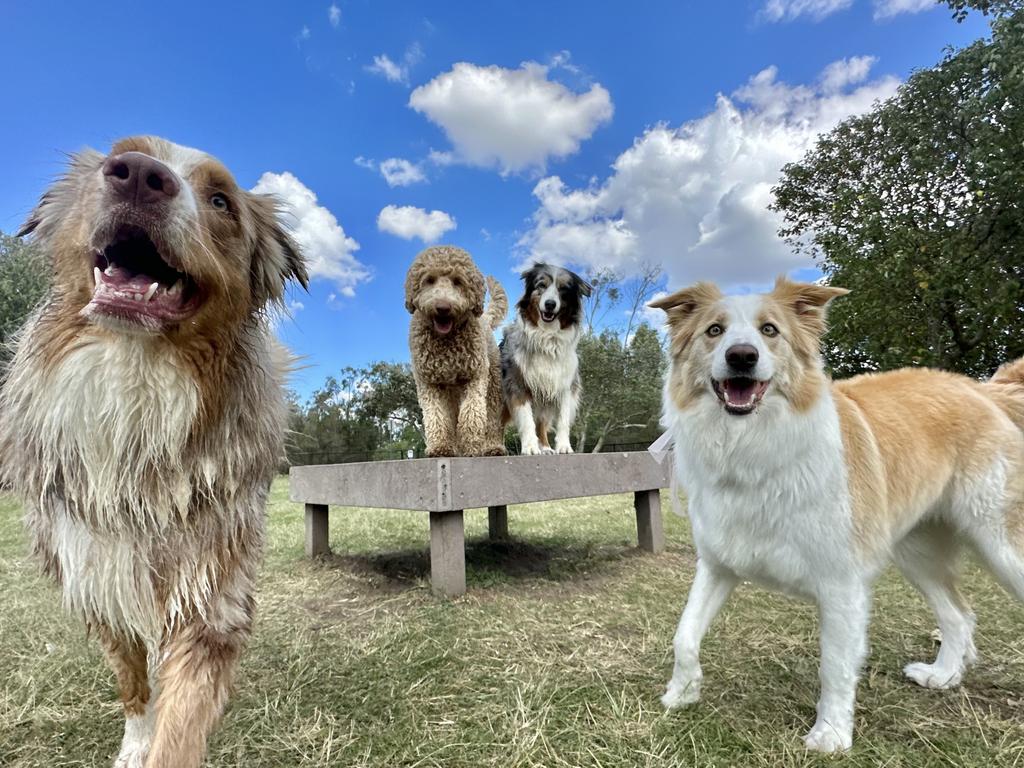 Banjo the Australian shepherd, Rio the Cobberdog, Scout the Australian shepherd and Lilo the border collie enjoying their time out with Natalia Frizzo and her crew from the Mad Dogs and Englishmen Gold Coast North branch. Picture: instagram.com/maddogsnorthgoldcoast