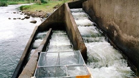 Pool and weir fishway showing at the Marian Weir, Pioneer River, Queensland.