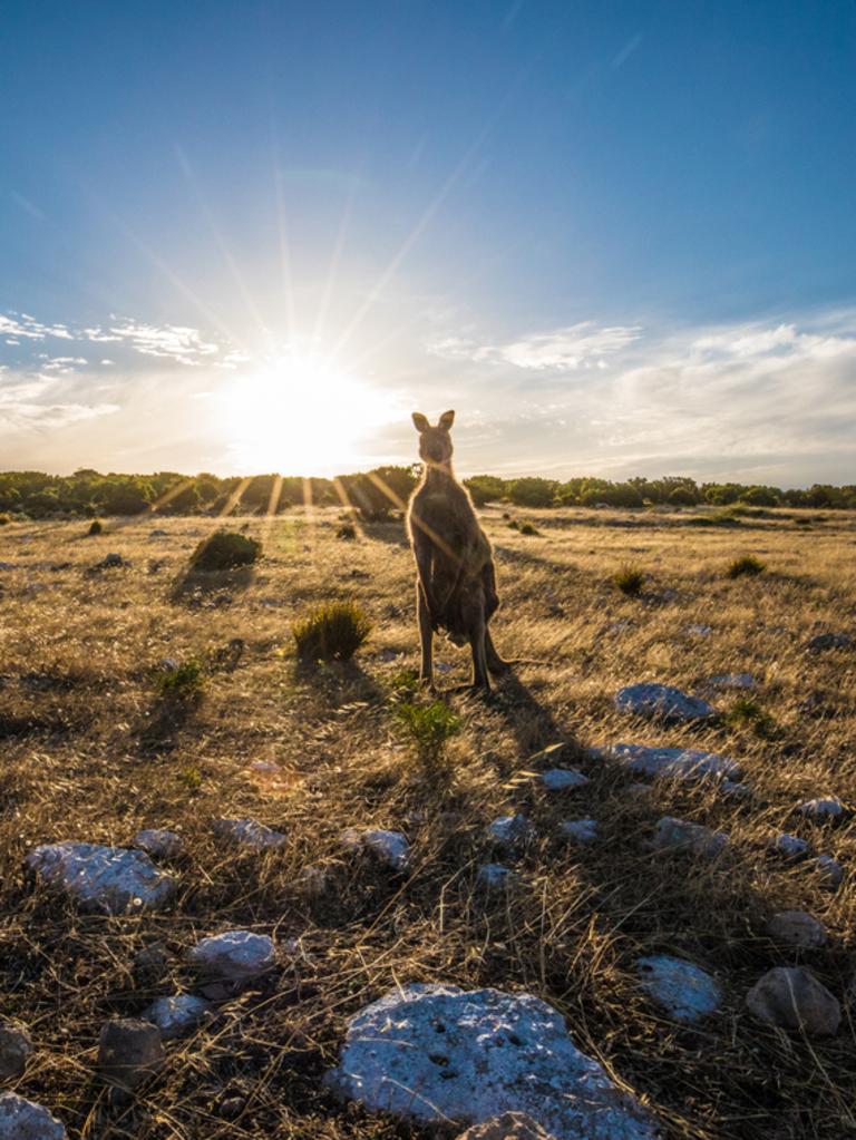 Kangaroo on Kangaroo Island, South Australia.